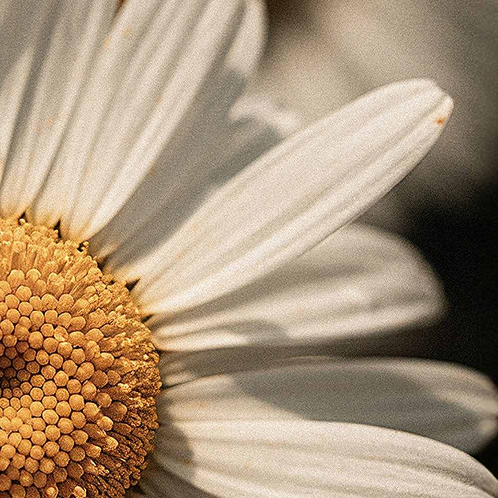 Balsomo Forte (Tallow Body Balm)